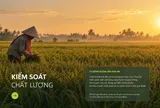 Khi hạt gạo trở thành lời mời khám phá Việt Nam