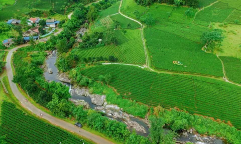 TRĂM NĂM TRÀ VIỆT – KHÁT VỌNG VƯƠN TẦM