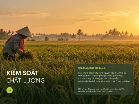 Khi hạt gạo trở thành lời mời khám phá Việt Nam